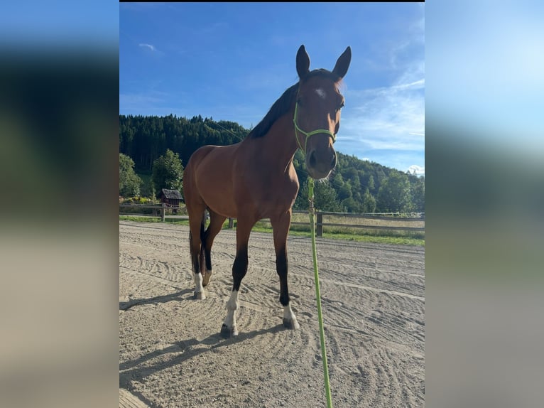 Oostenrijks warmbloed Ruin 3 Jaar 175 cm Bruin in Gurk
