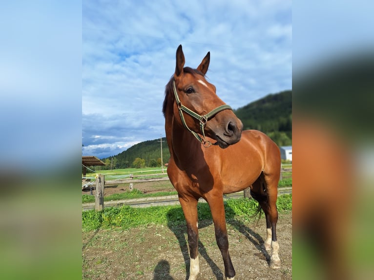 Oostenrijks warmbloed Ruin 3 Jaar 175 cm Bruin in Gurk