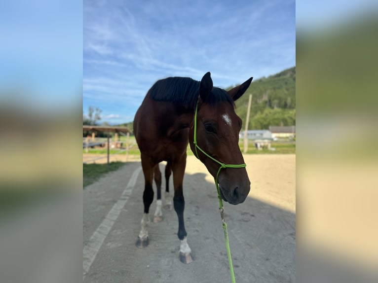 Oostenrijks warmbloed Ruin 3 Jaar 175 cm Bruin in Gurk