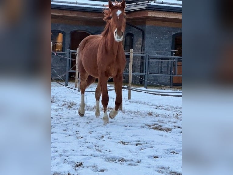 Oostenrijks warmbloed Mix Ruin 3 Jaar 175 cm Vos in Going