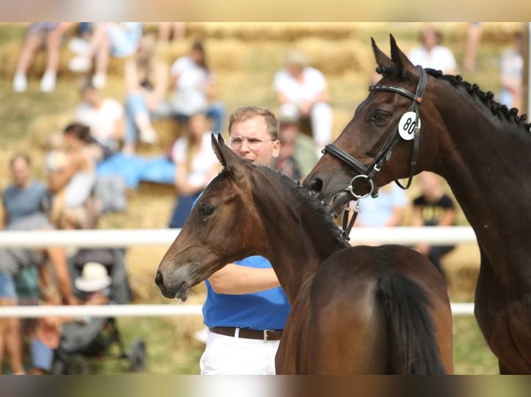 Oostenrijks warmbloed Ruin 3 Jaar Bruin in Desselbrunn