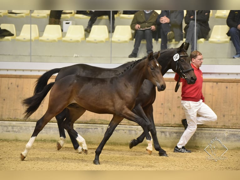 Oostenrijks warmbloed Ruin 3 Jaar Bruin in Kothgumprechting