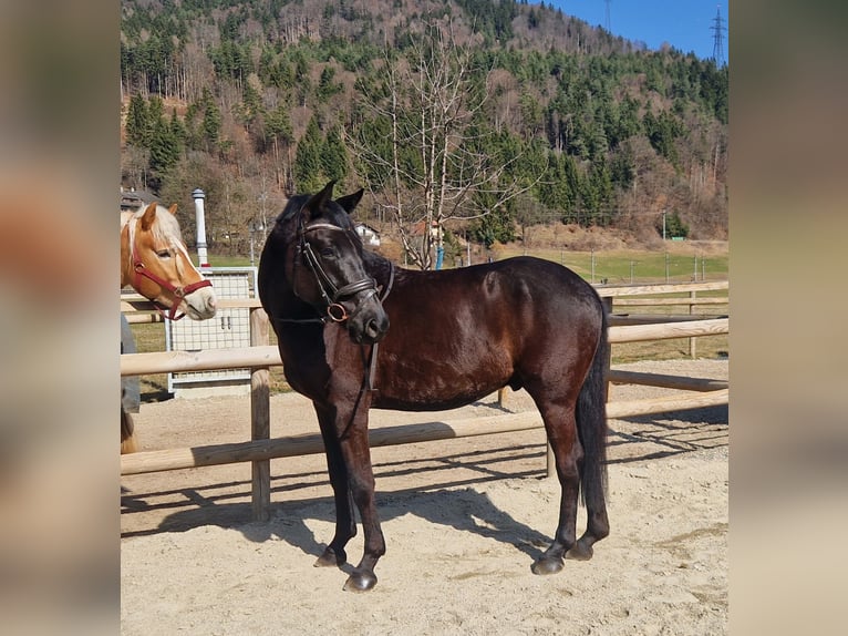 Oostenrijks warmbloed Ruin 4 Jaar 158 cm Zwart in Gummern
