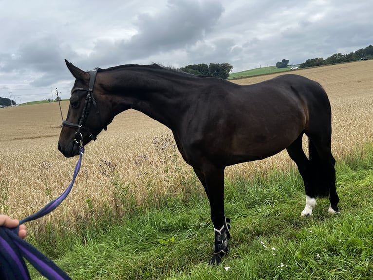 Oostenrijks warmbloed Ruin 4 Jaar 162 cm Bruin in Lochen