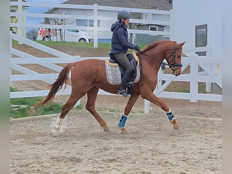 Oostenrijks warmbloed Ruin 4 Jaar 162 cm Vos in Wolfsbach