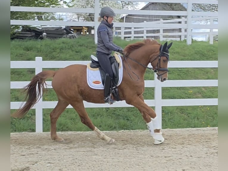 Oostenrijks warmbloed Ruin 4 Jaar 163 cm Vos in Wolfsbach