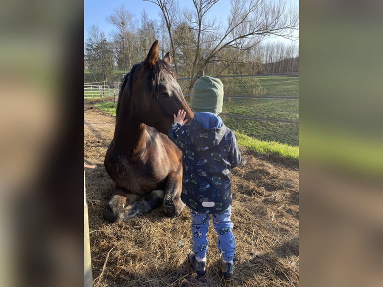 Oostenrijks warmbloed Ruin 4 Jaar 165 cm Donkerbruin in Voitsberg