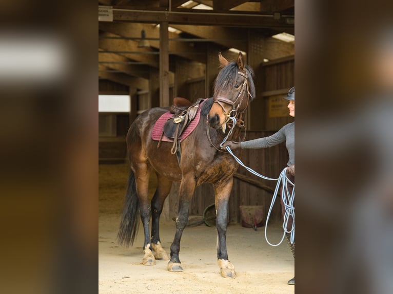 Oostenrijks warmbloed Ruin 4 Jaar 165 cm Donkerbruin in Voitsberg