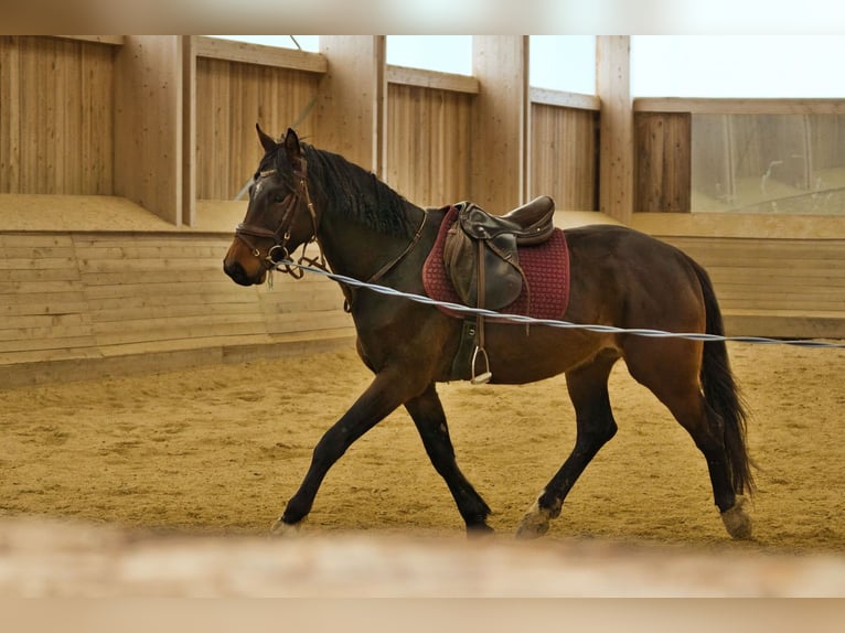 Oostenrijks warmbloed Ruin 4 Jaar 165 cm Donkerbruin in Voitsberg