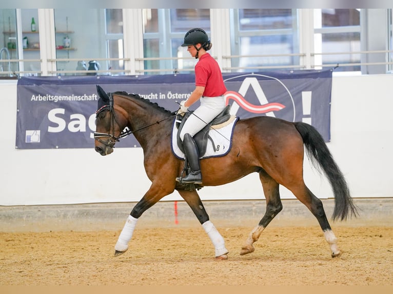 Oostenrijks warmbloed Ruin 4 Jaar 166 cm Bruin in Wolnzach