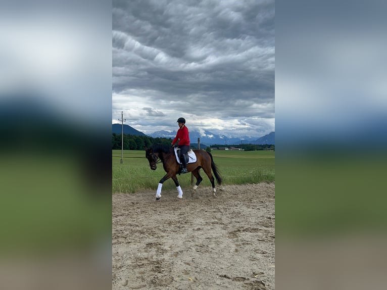 Oostenrijks warmbloed Ruin 4 Jaar 166 cm Bruin in Wolnzach