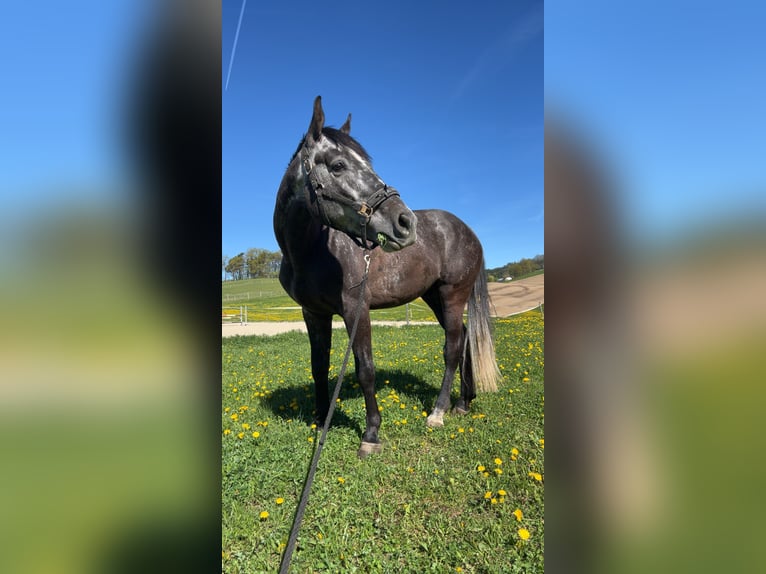 Oostenrijks warmbloed Ruin 4 Jaar 166 cm Schimmel in Pabneukirchen