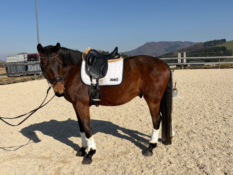 Oostenrijks warmbloed Ruin 4 Jaar 167 cm Bruin in Garsten