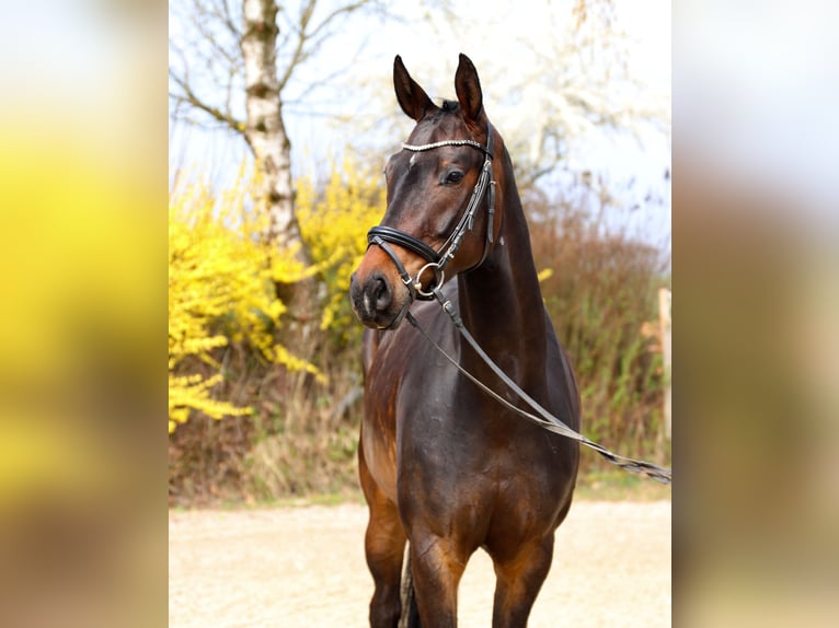 Oostenrijks warmbloed Ruin 4 Jaar 167 cm Donkerbruin in Hofkirchen an