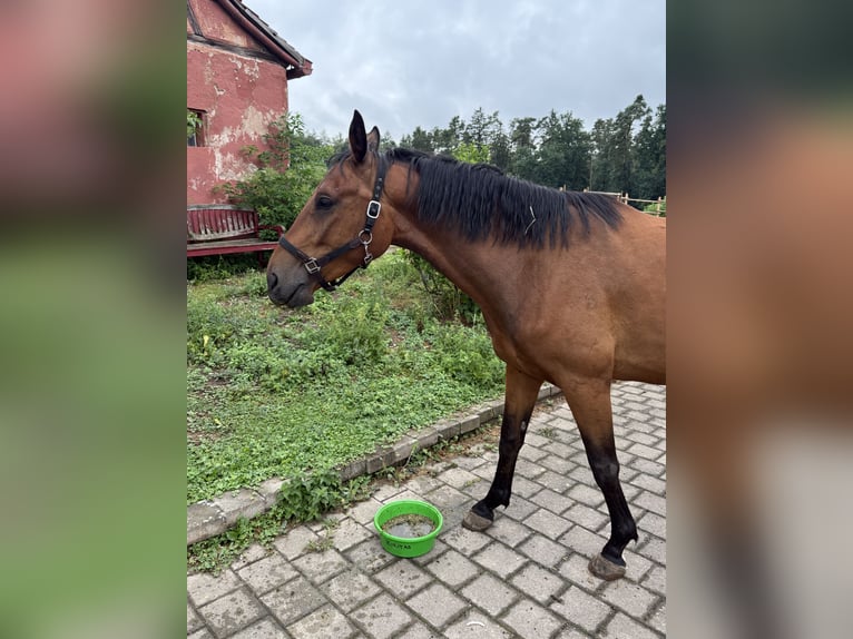 Oostenrijks warmbloed Ruin 4 Jaar 168 cm Bruin in Spalt