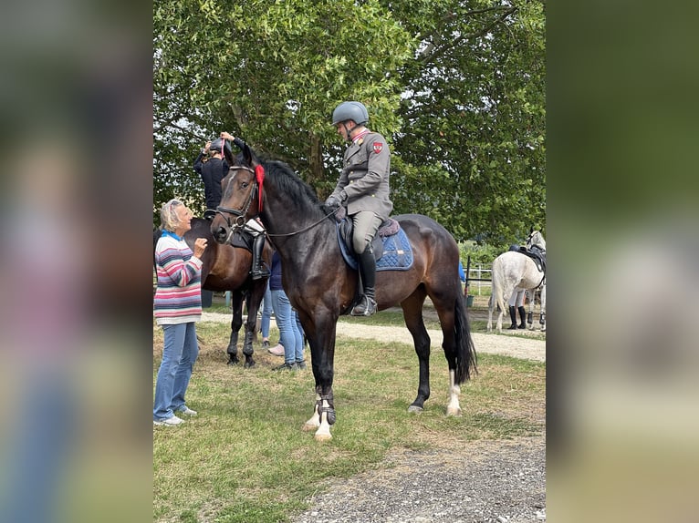 Oostenrijks warmbloed Ruin 4 Jaar 168 cm Donkerbruin in Wien, LeopoldstadtWien