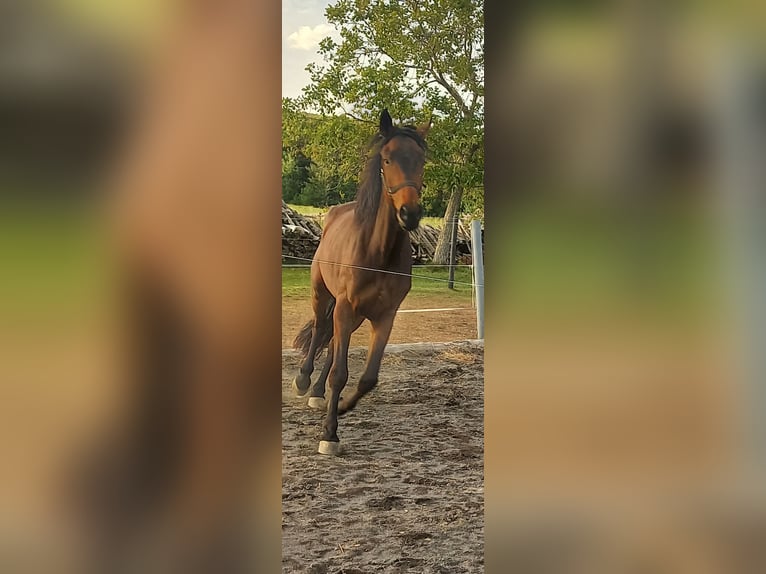 Oostenrijks warmbloed Ruin 4 Jaar 168 cm Donkerbruin in Weingraben / Bajngrobben