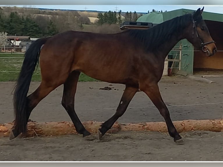 Oostenrijks warmbloed Ruin 4 Jaar 168 cm Donkerbruin in Weingraben / Bajngrobben