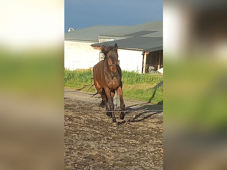 Oostenrijks warmbloed Ruin 4 Jaar 168 cm Donkerbruin in Weingraben / Bajngrobben