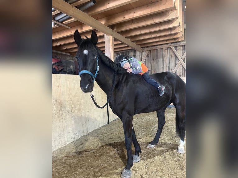 Oostenrijks warmbloed Ruin 4 Jaar 168 cm Zwart in Mörschwang
