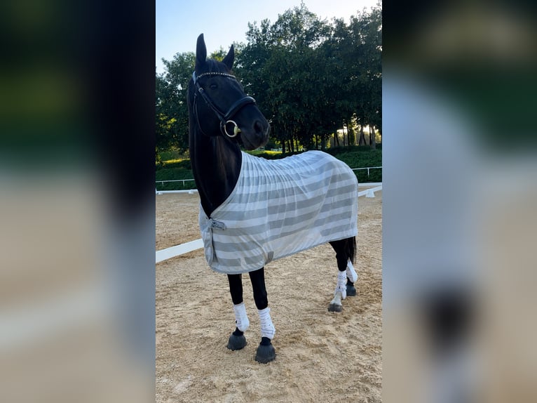 Oostenrijks warmbloed Ruin 4 Jaar 168 cm Zwart in Mörschwang