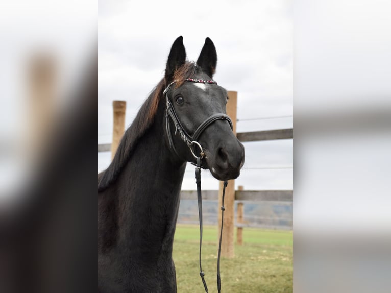 Oostenrijks warmbloed Ruin 4 Jaar 170 cm Zwart in Horn