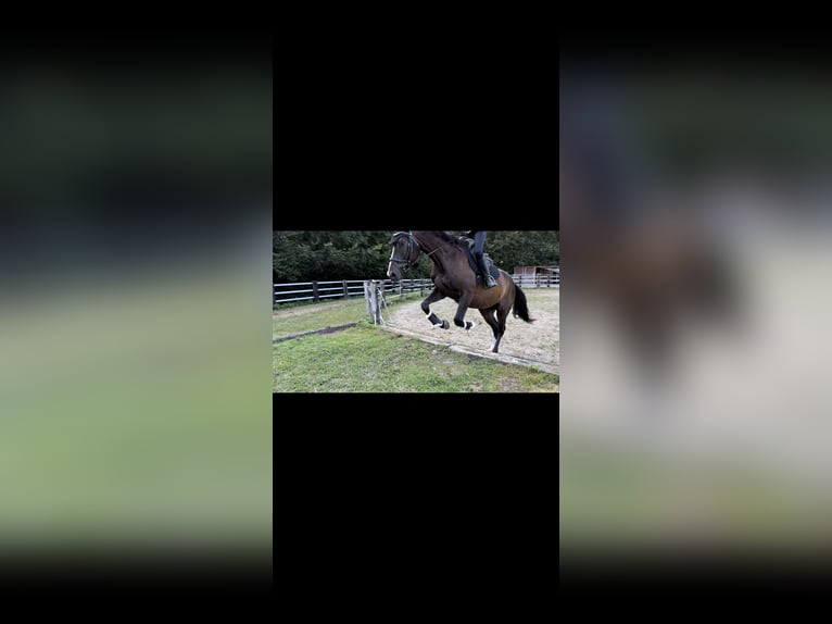 Oostenrijks warmbloed Ruin 4 Jaar 170 cm Zwartbruin in Cham