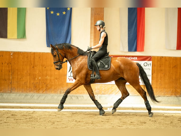Oostenrijks warmbloed Ruin 4 Jaar 171 cm Bruin in Niklasdorf