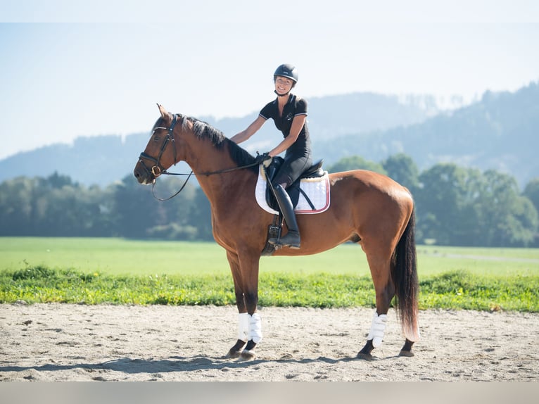 Oostenrijks warmbloed Ruin 4 Jaar 171 cm Bruin in Niklasdorf