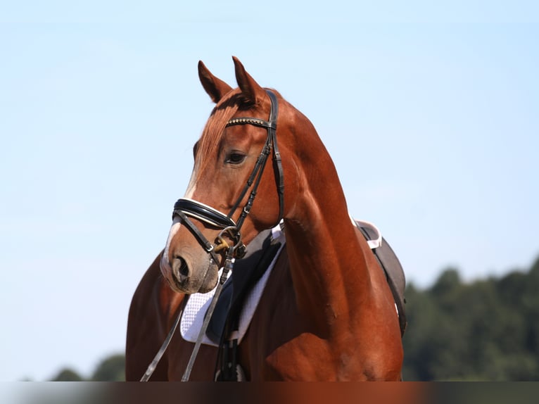 Oostenrijks warmbloed Ruin 4 Jaar 173 cm Vos in St Marein bei Graz