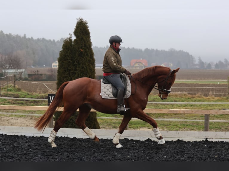 Oostenrijks warmbloed Ruin 4 Jaar 173 cm Vos in St Marein bei Graz
