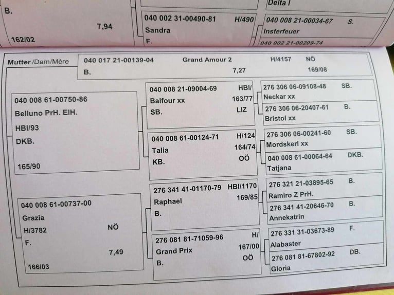 Oostenrijks warmbloed Ruin 4 Jaar 174 cm Bruin in Riegersburg