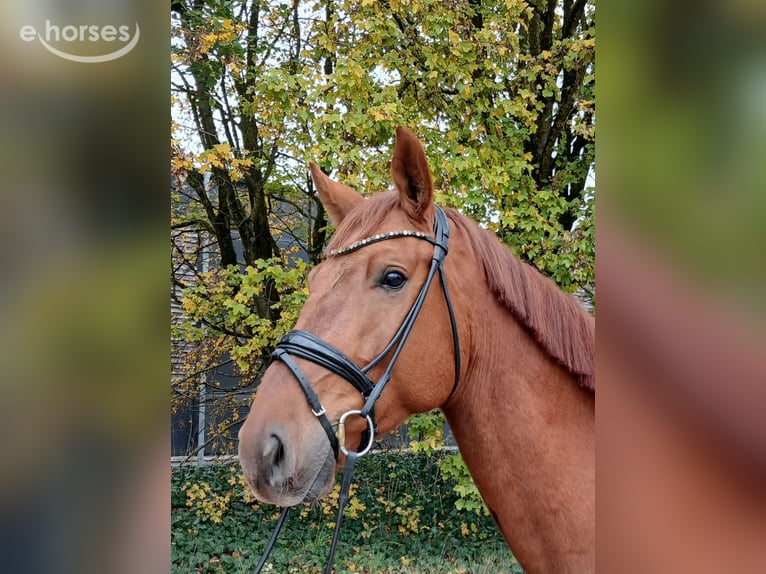 Oostenrijks warmbloed Ruin 4 Jaar 174 cm Vos in Stadl-Paura