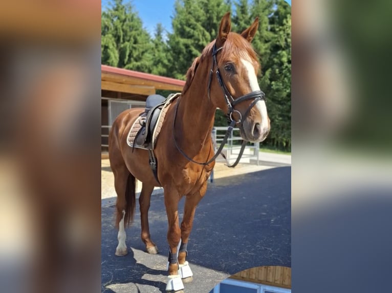 Oostenrijks warmbloed Ruin 4 Jaar 175 cm Vos in Gleisdorf
