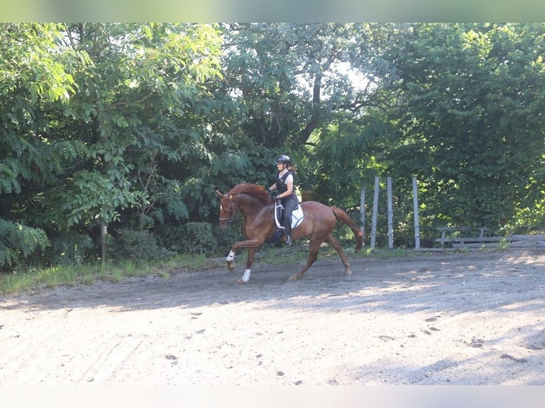 Oostenrijks warmbloed Ruin 4 Jaar 177 cm Vos in Pöllau