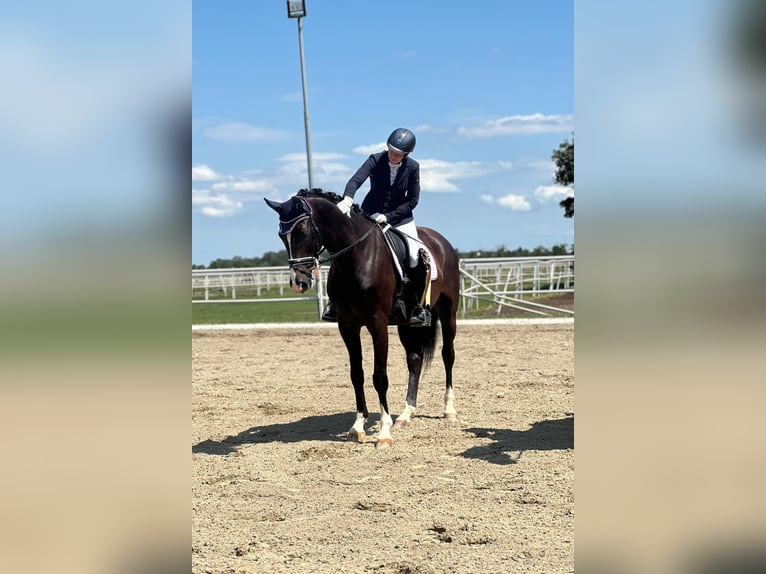 Oostenrijks warmbloed Ruin 4 Jaar Zwart in Heiligenkreuz