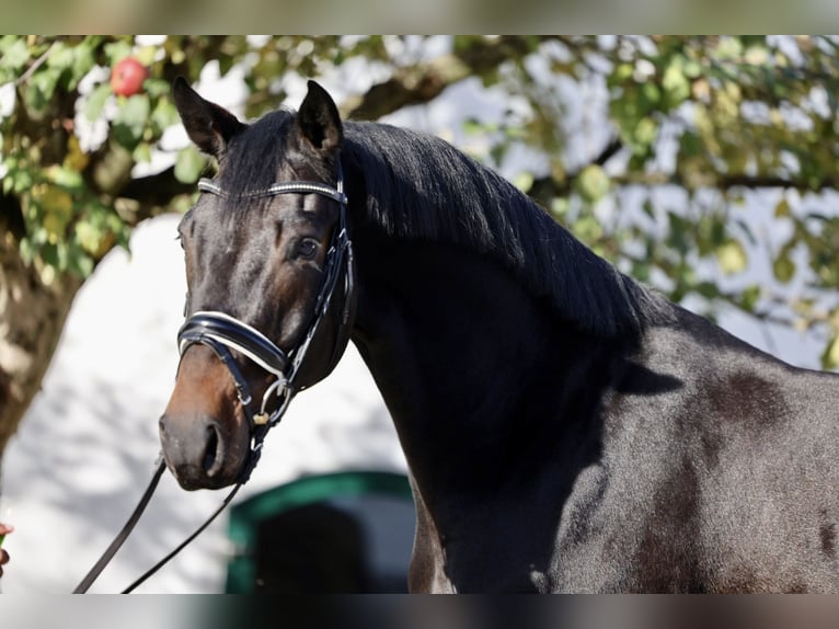 Oostenrijks warmbloed Ruin 4 Jaar Zwartbruin in Haag am Hausruck