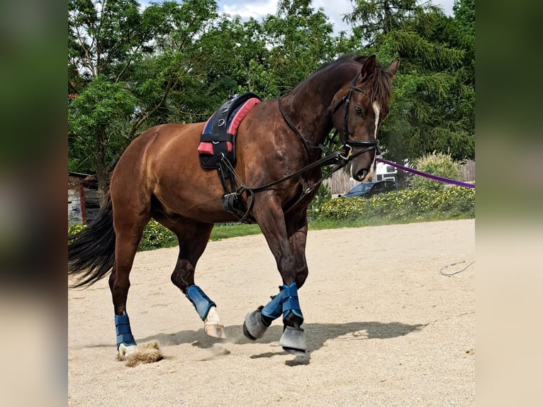 Oostenrijks warmbloed Mix Ruin 5 Jaar 159 cm Donkere-vos in Schwarzenau