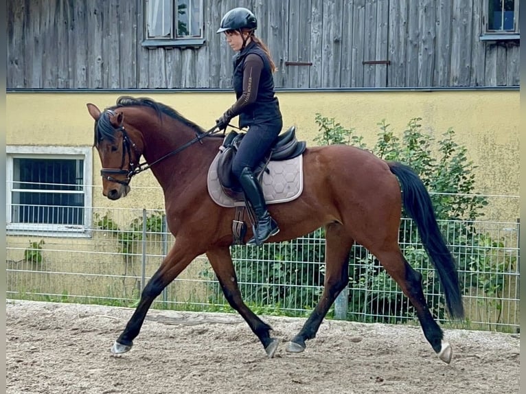 Oostenrijks warmbloed Ruin 5 Jaar 165 cm Bruin in Tarsdorf