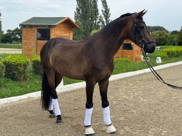 Oostenrijks warmbloed Ruin 5 Jaar 165 cm Donkerbruin in Baden