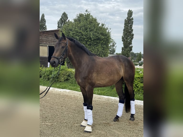 Oostenrijks warmbloed Ruin 5 Jaar 165 cm Donkerbruin in Schwechat