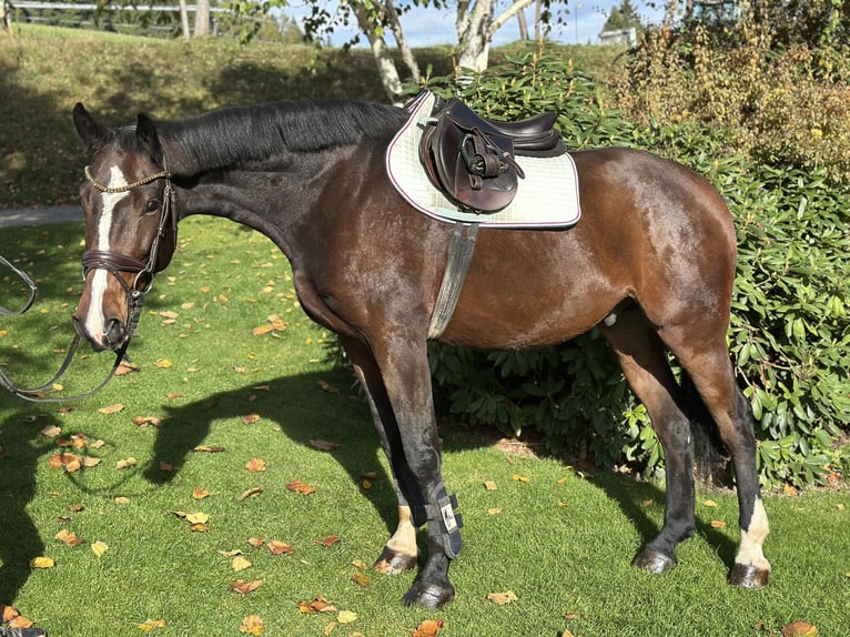 Oostenrijks warmbloed Ruin 5 Jaar 166 cm Bruin in Straßburg