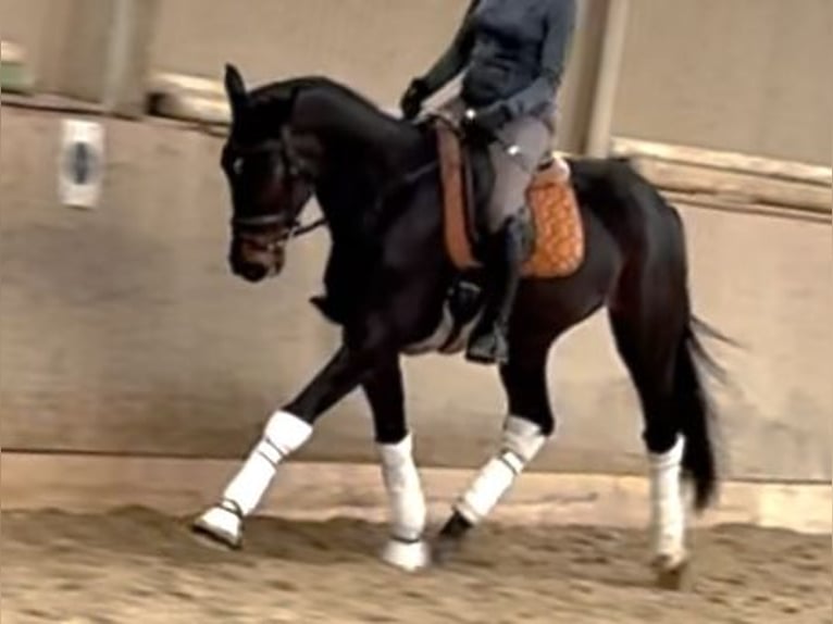 Oostenrijks warmbloed Ruin 5 Jaar 168 cm Donkerbruin in Wien, LeopoldstadtWien