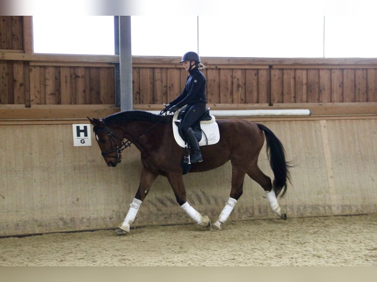 Oostenrijks warmbloed Ruin 5 Jaar 170 cm Donkerbruin in Kaltenleutgeben