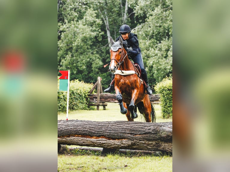 Oostenrijks warmbloed Ruin 5 Jaar 173 cm Bruin in Sankt Peter am Ottersbach