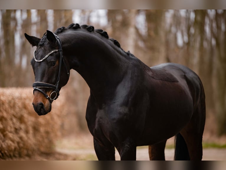 Oostenrijks warmbloed Ruin 5 Jaar 175 cm Zwartbruin in Wehringen