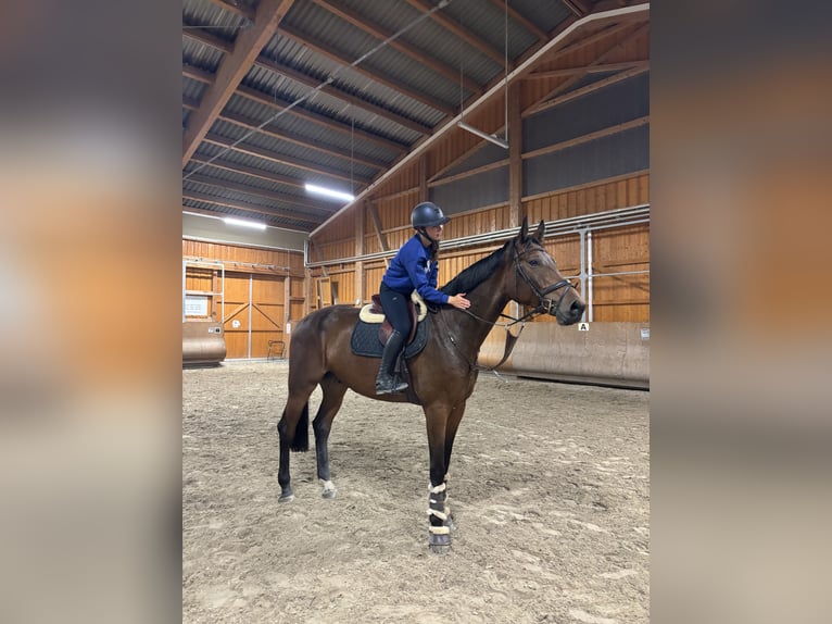 Oostenrijks warmbloed Ruin 5 Jaar 176 cm Bruin in H&#xF6;chst