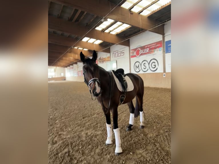 Oostenrijks warmbloed Ruin 5 Jaar Donkerbruin in Graz,11.Bez.:MariatrostG