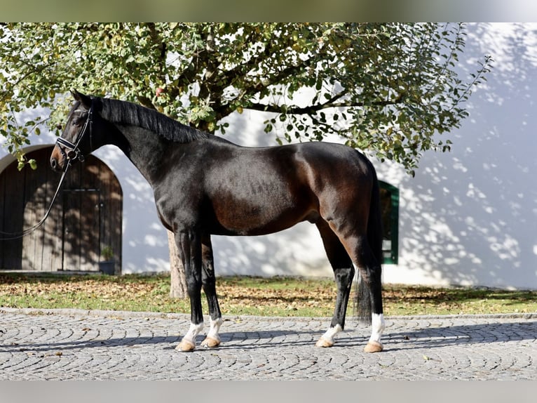 Oostenrijks warmbloed Ruin 5 Jaar Zwartbruin in Haag am Hausruck