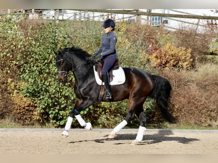Oostenrijks warmbloed Ruin 5 Jaar Zwartbruin in Haag am Hausruck